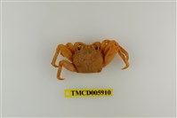 藏品(鱗形斜紋蟹)的圖片